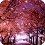 Logo of Sakura Live Wallpaper android Application 